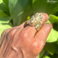 Lion’s Head Ring